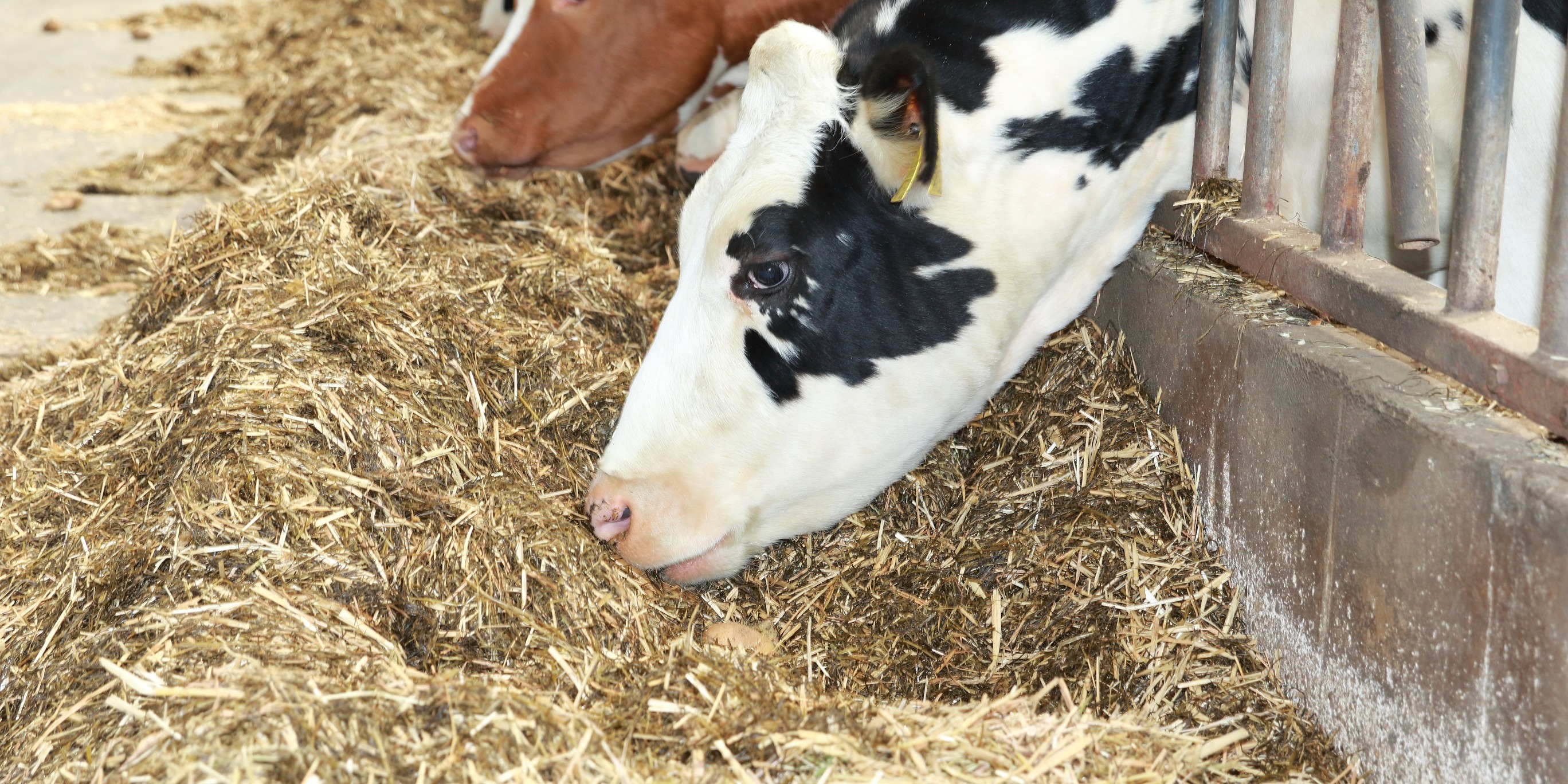 The potato processing industry and its role in animal feed